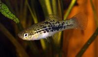 <i>Xiphophorus nezahualcoyotl</i>