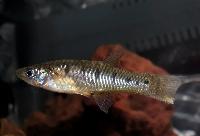 <i>Cnesterodon decemmaculatus</i>