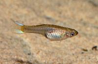 <i>Poecilia reticulata</i> (Endlers)