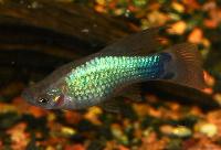 <i>Xiphophorus maculatus</i>, blue high fin