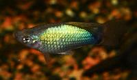 <i>Xiphophorus maculatus</i>, blue high fin