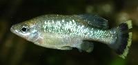 <i>Ameca splendens</i>