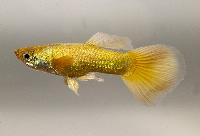 Guppy elefantear 24k gold hane