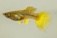 Guppy elefantear 24k gold hona