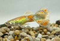 Guppy citron gul hane