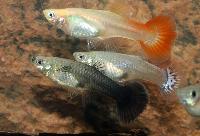 Guppy honor mix