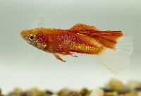 Guppy rödögd hifin hane