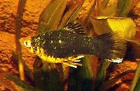 <i>Xiphophorus maculatus</i>