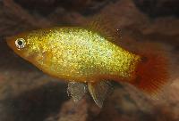 <i>Xiphophorus maculatus</i>, grön neon musse