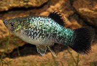 Grönfläckig neon wagtail platy