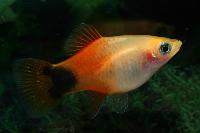 <i>Xiphophorus maculatus</i>, gul musse pigg