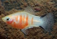 Gul korallzebra-platy