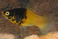 Humla platy