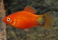 <i>Xiphophorus maculatus</i>, röd musse pigg