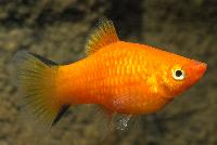 <i>Xiphophorus maculatus</i>, röd neon comet