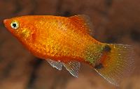 <i>Xiphophorus maculatus</i>, röd neon musse