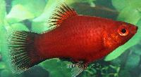 <i>Xiphophorus maculatus</i>, röd wagtail korall