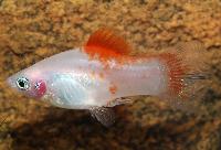 Red top platy