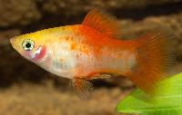 <i>Xiphophorus maculatus</i>, red top gul