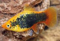 Sunset tuxedo neon platy