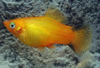 <i>Xiphophorus maculatus</i>, sunset comet