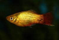 <i>Xiphophorus maculatus</i>, sunset neon musse