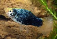 Svartgul platy