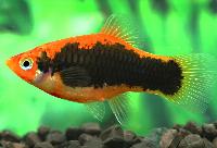 Tuxedo platy