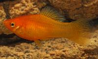 <i>Xiphophorus variatus</i>, indian guld