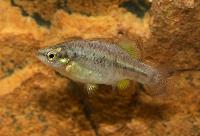 <i>Zoogonecticus purhepechus</i>