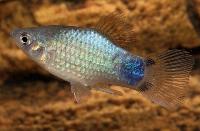 <i>Xiphophorus maculatus</i>, blå neon musse