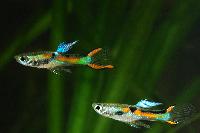 <i>Poecilia reticulata</i> (Endlers)