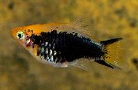 <i>Xiphophorus maculatus</i>, gul tuxedo comet