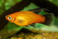 Hi-fin sunset wagtail platy