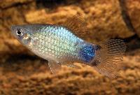 Blåneon Musse Pigg platy