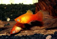 Sunset platy