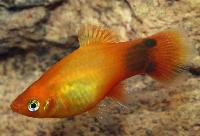 Sunset musse pigg platy