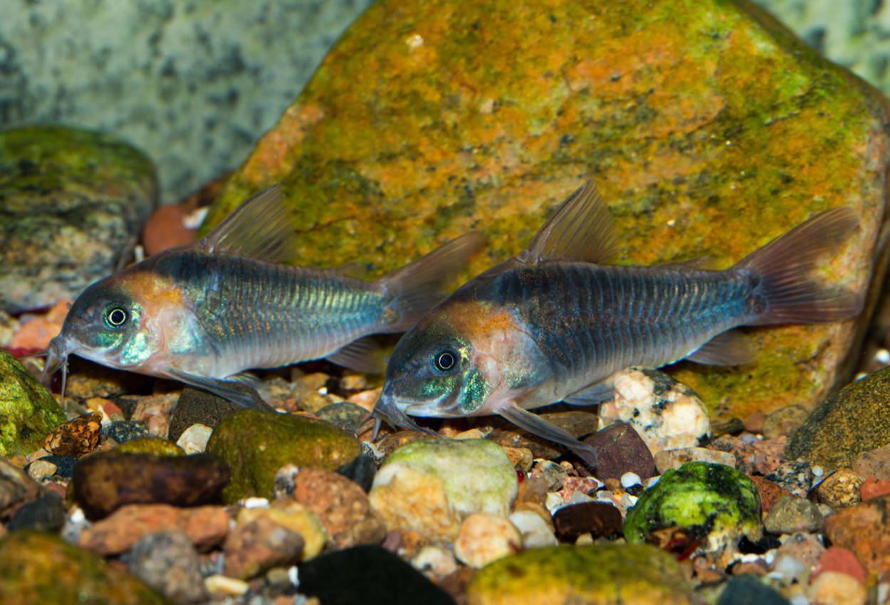 Foto på fisken Corydoras eques