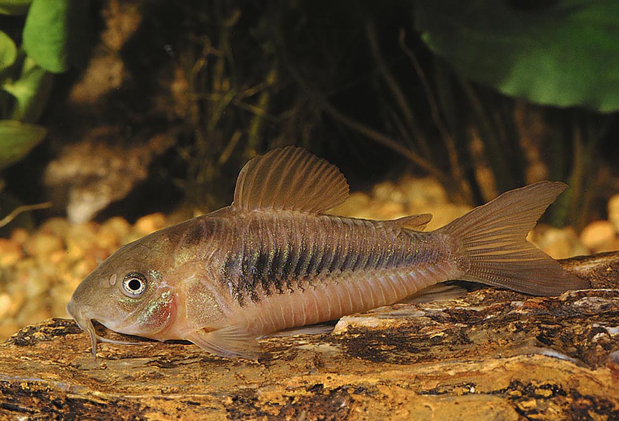 Foto på fisken Corydoras aeneus