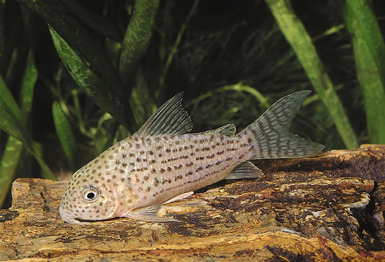 Araguaia-pansarmal