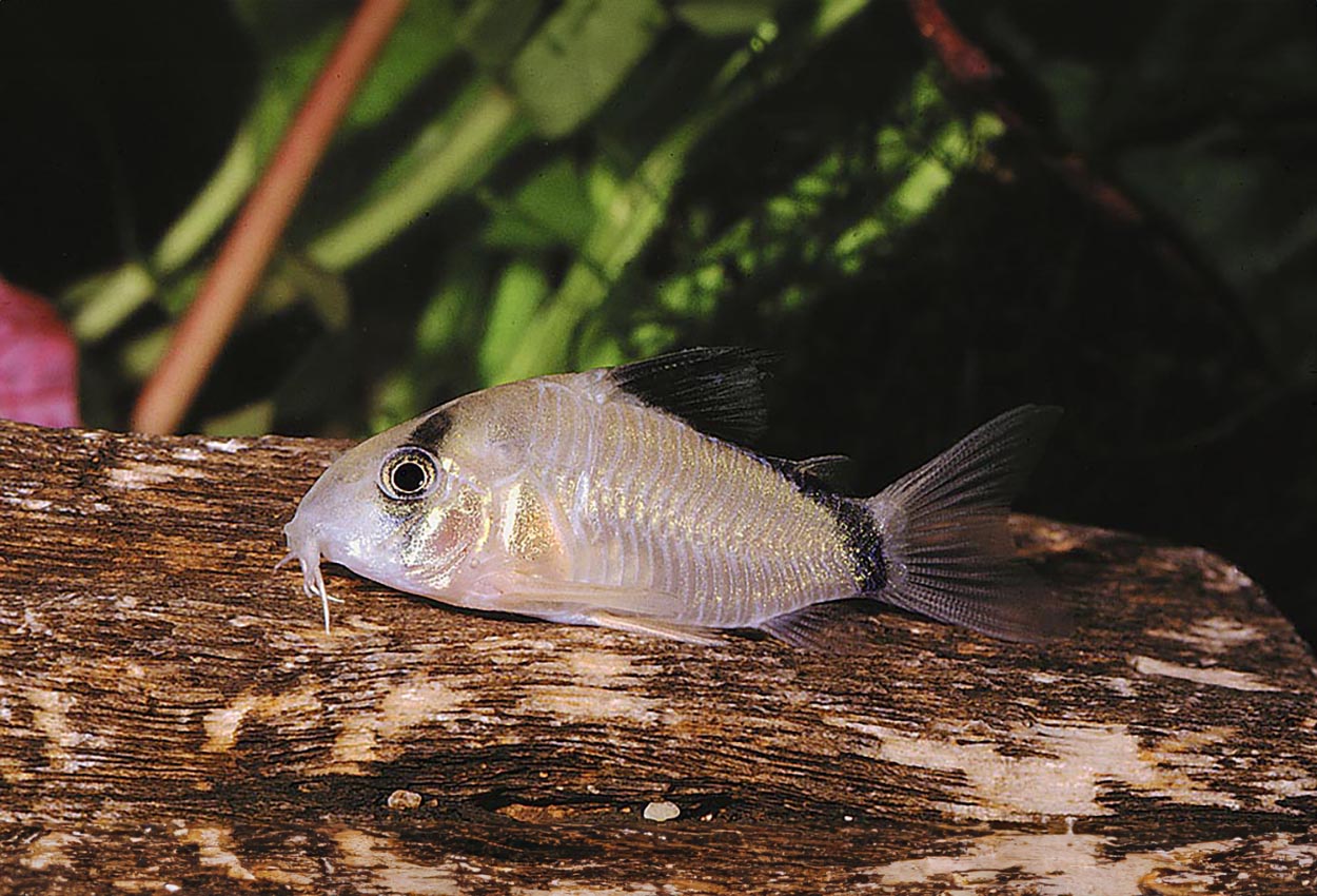Foto på fisken Corydoras metae