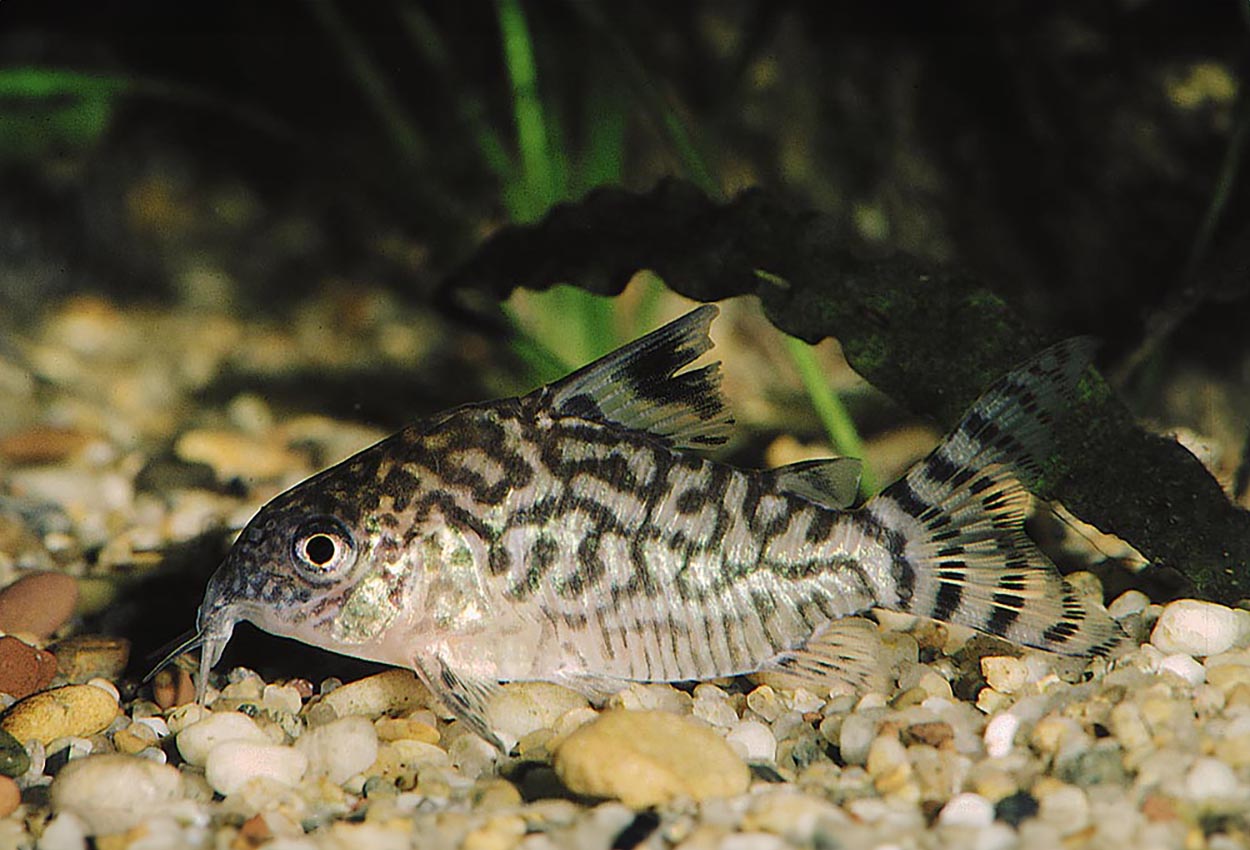 Foto på fisken Corydoras reticulatus