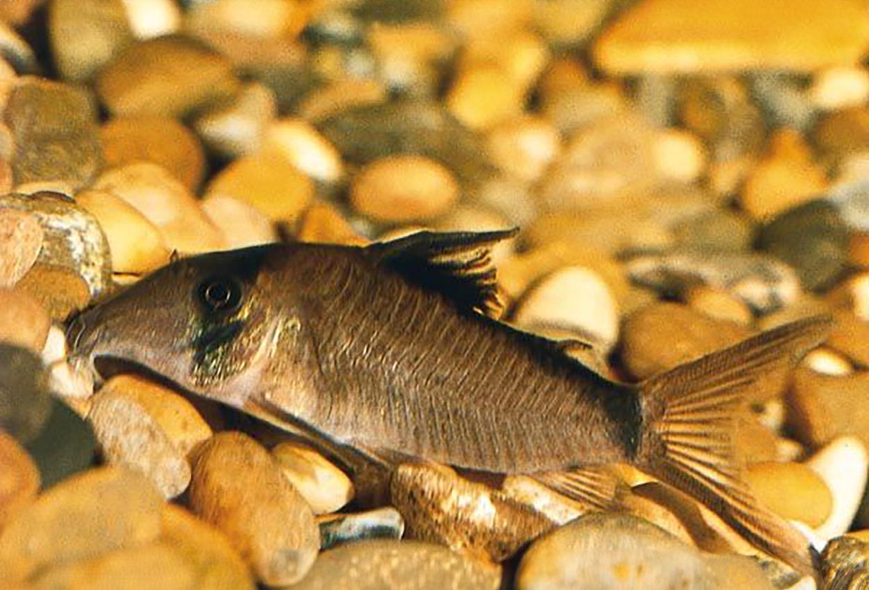 Maskeradcorydoras, falsk banditpansarmal