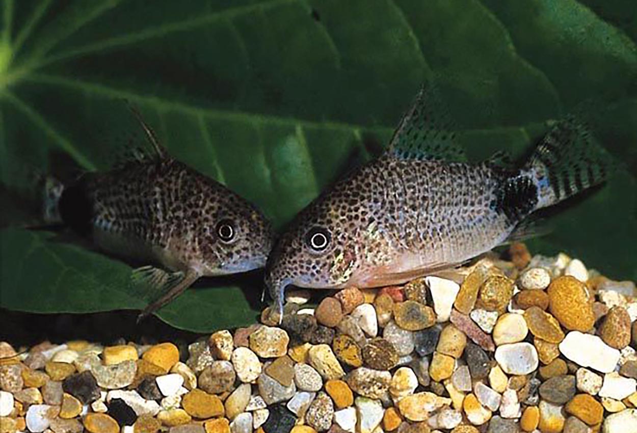 Stjärtfläcks pansarmal/corydoras