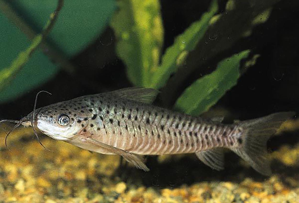 Foto på fisken Dianema longibarbis 