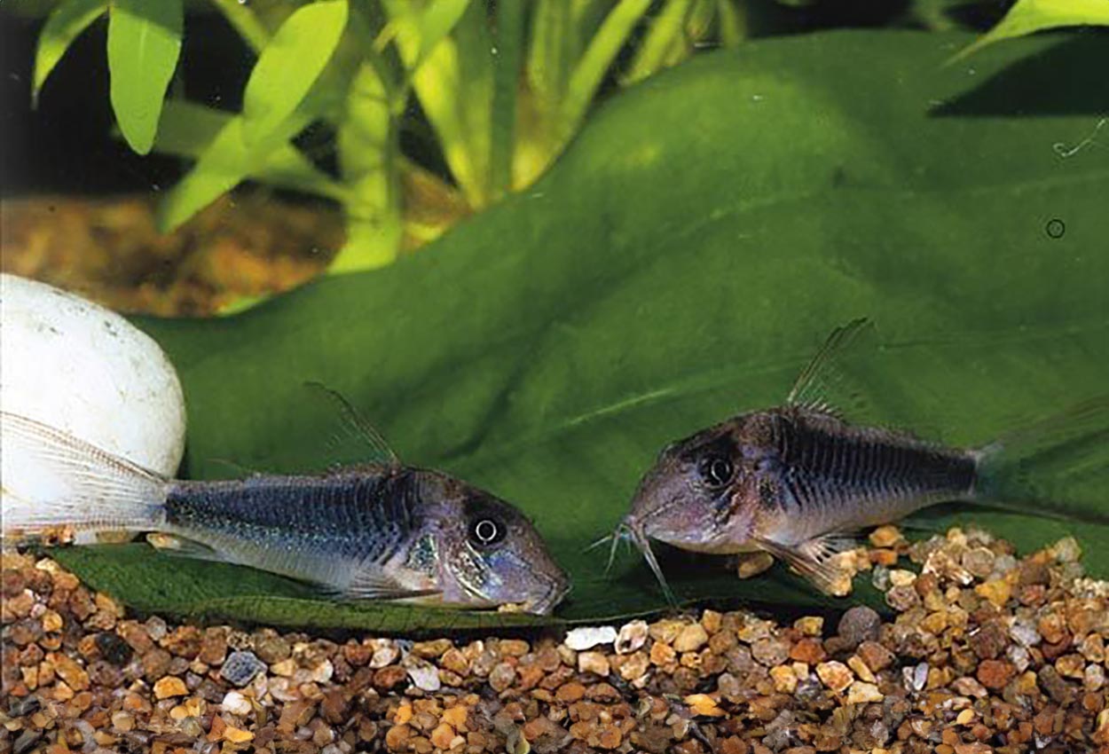 Långnosad corydoras, gristrynspansarmal