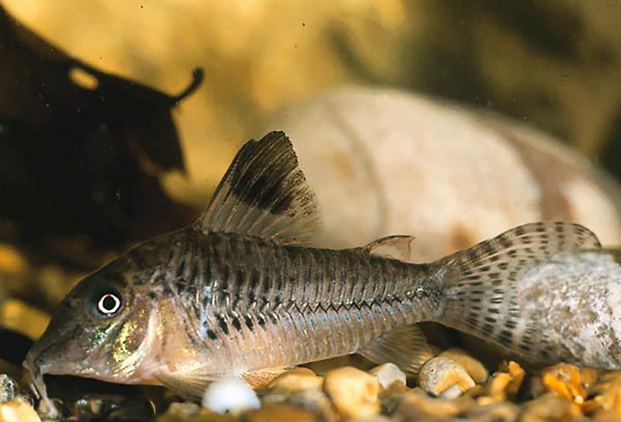 Black top corydoras