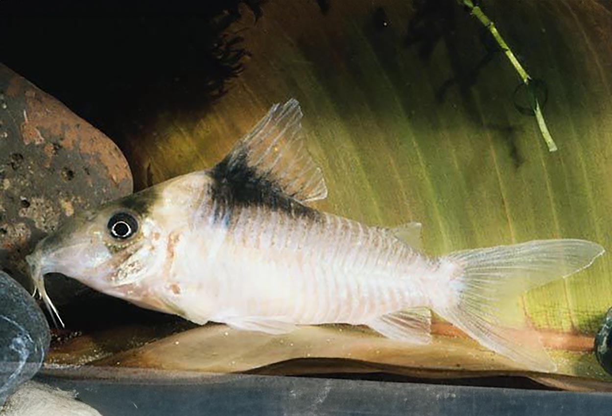 Foto på fisken Corydoras amandajanea