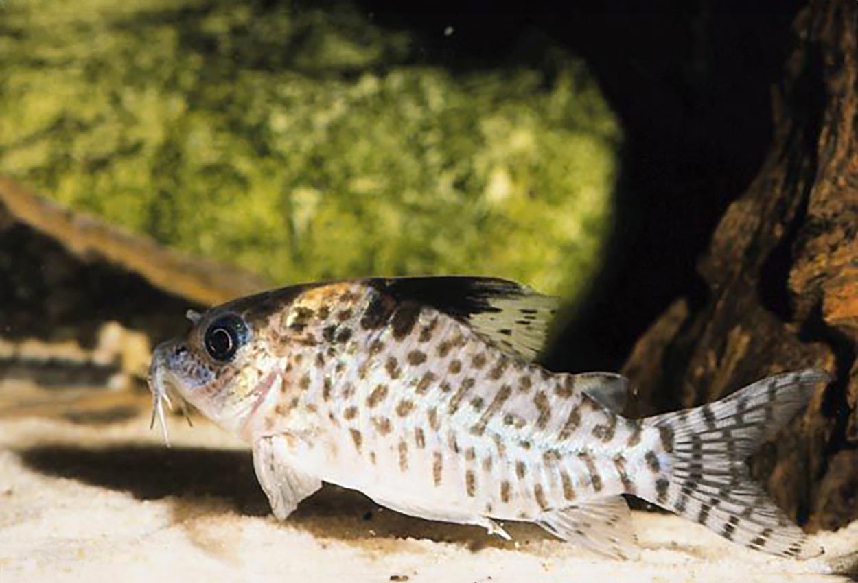 Ambiacus corydoras, halvmask-corydoras