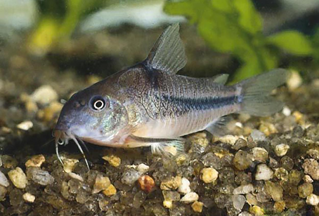 Foto på fisken Corydoras nattereri